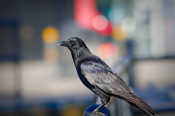Black carrion crow in the city Corvus corone profile Black carrion crow (Corvus corone) in profile, taken with telephoto / long focus 400mm lens. City lights in the background. carrion stock pictures, royalty-free photos & images