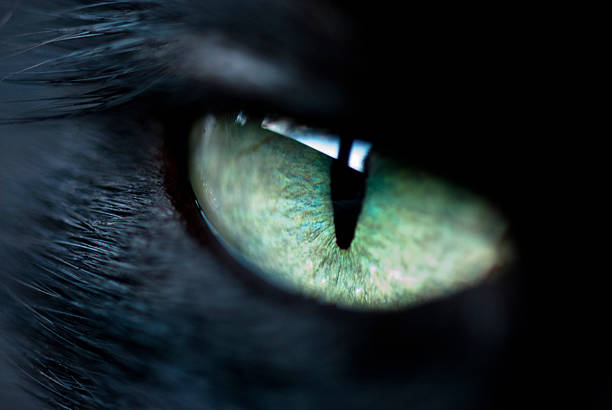 Black Cat Eye stock photo