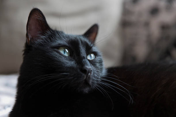 black cat face stock photo