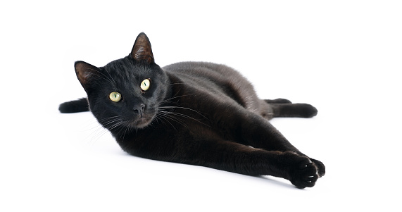 Black Cat Laying Down On White Background Stock Photo - Download Image Now  - iStock