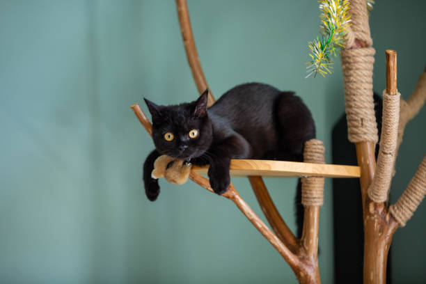 zwarte kat op een hand gemaakt cat tree - plankje plant touw stockfoto's en -beelden