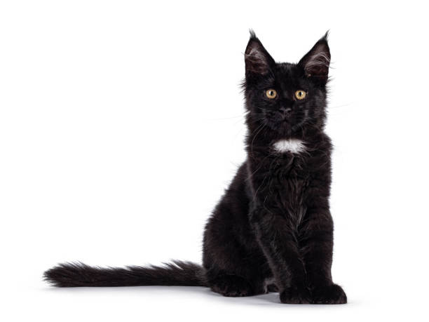 gato negro sobre fondo blanco - friday the 13th fotografías e imágenes de stock