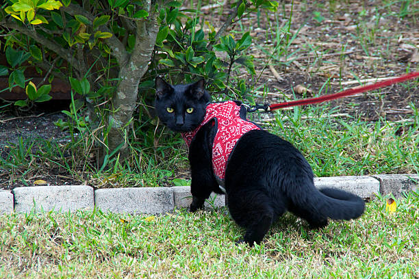 black cat walking on leash - cat leash bildbanksfoton och bilder