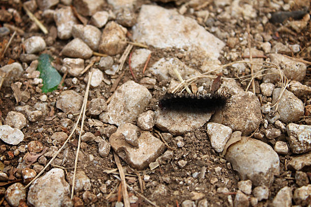 Black Fuzzy Caterpillar Stock Photos, Pictures & Royalty-Free Images ...