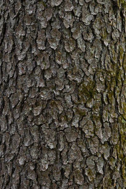Black cherry bark close-up stock photo