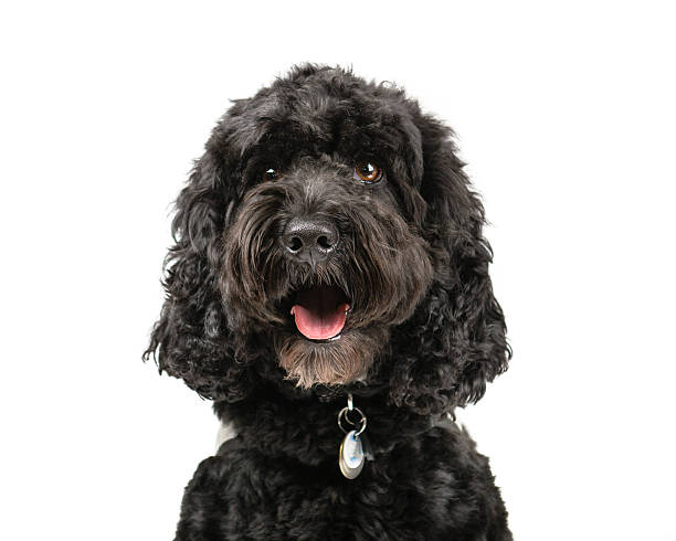 Black Cockapoo Picture of a Black Cockapoo on a white background. cockapoo stock pictures, royalty-free photos & images