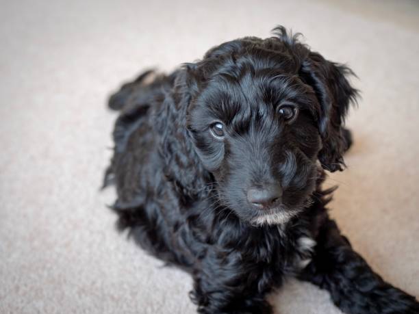 A black cockapoo puppy on a cream carpet A small, black cockapoo puppy on a cream carpet cockapoo stock pictures, royalty-free photos & images