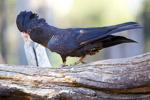 Black Cockatoo stock photo