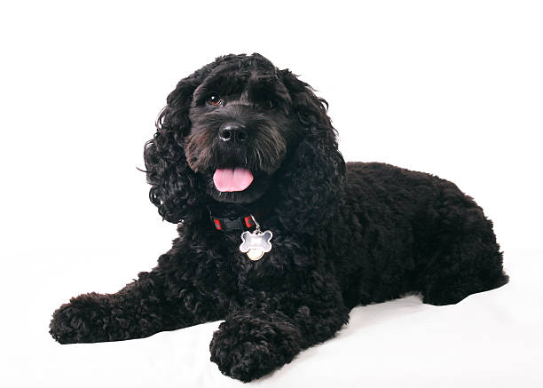Black cocker spaniel laying down Black cocker spaniel laying down and looking at the camera. cockapoo stock pictures, royalty-free photos & images