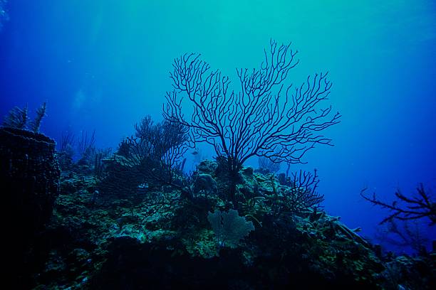 Coral black Black Coral: