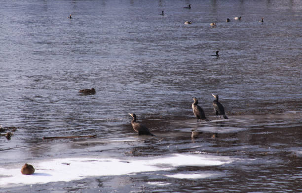 Black cormorants in winter on ice in the morning stock photo