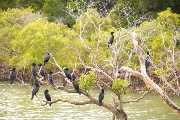 Black cormorants on tree stock photo