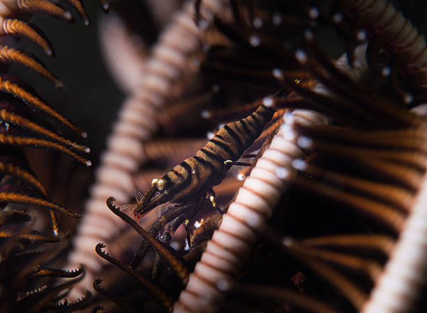 black crinoid shrimp stock photo