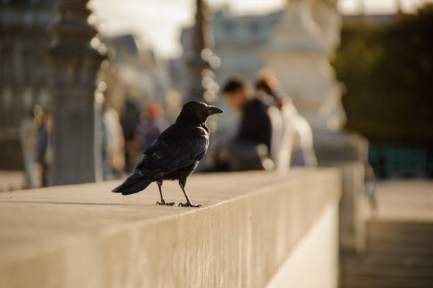 Black crow sitting on the concrete parapet against the background of city Black crow sitting on the concrete parapet against the blurred background of city. Bird concept carrion stock pictures, royalty-free photos & images