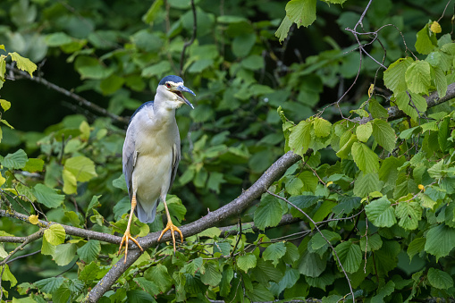Calling black crowned night heron (Nycticorax nycticorax) standing on a branch.