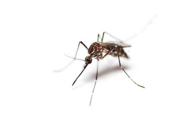 black culex mosquito black culex mosquito on white background malaria parasite stock pictures, royalty-free photos & images