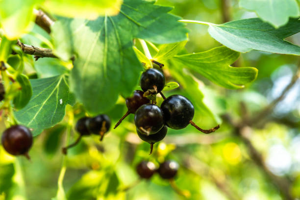 Black currant berries on a branch stock photo