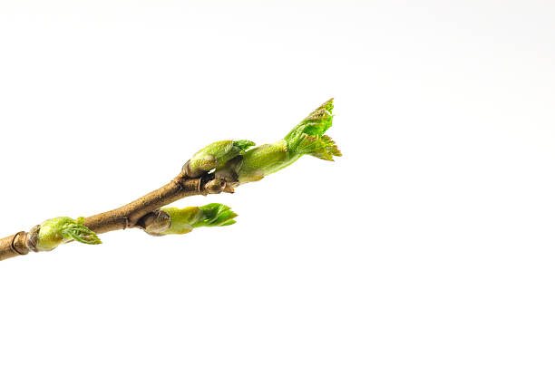 Black currant twig with sprouts stock photo