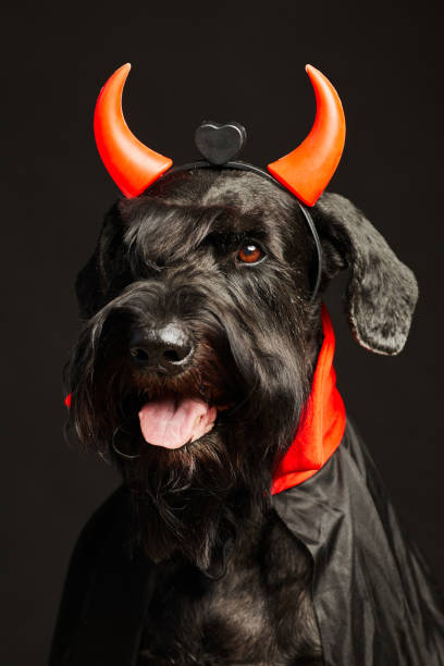 schwarzer hund in bösen hörnern porträt - seventyfour stock-fotos und bilder
