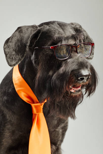 schwarzer hund in brille und krawatte - seventyfour stock-fotos und bilder