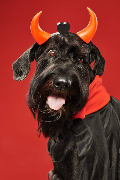 schwarzer hund im halloween kostüm - seventyfour stock-fotos und bilder