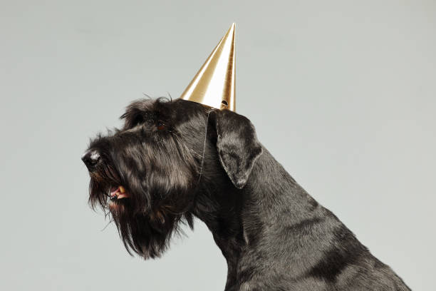 schwarzer hund mit partyhut - seventyfour stock-fotos und bilder