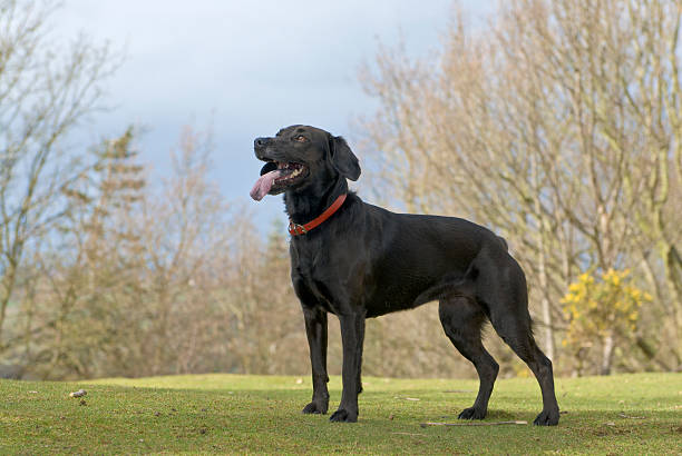 Black dog in spring stock photo