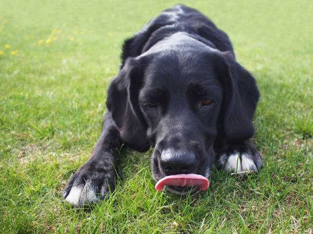 A black dog sticks his tongue out stock photo