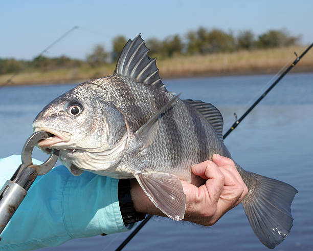 Black Drum Fish Stock Photos, Pictures & Royalty-Free ...