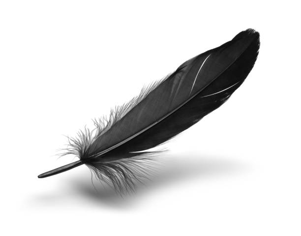 Black Feather stock photo.