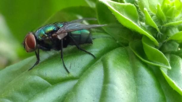 Black Fly on Basil Leaf stock photo