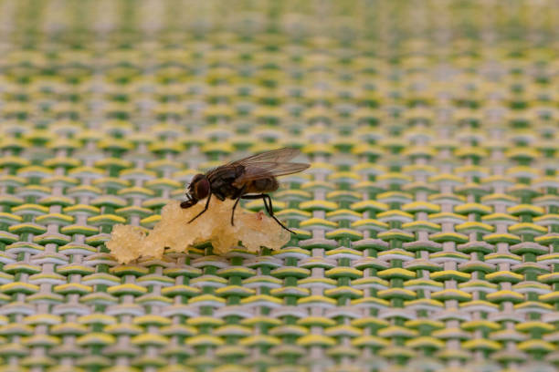 zwarte vlieg die probeert te voeden - huisvlieg stockfoto's en -beelden