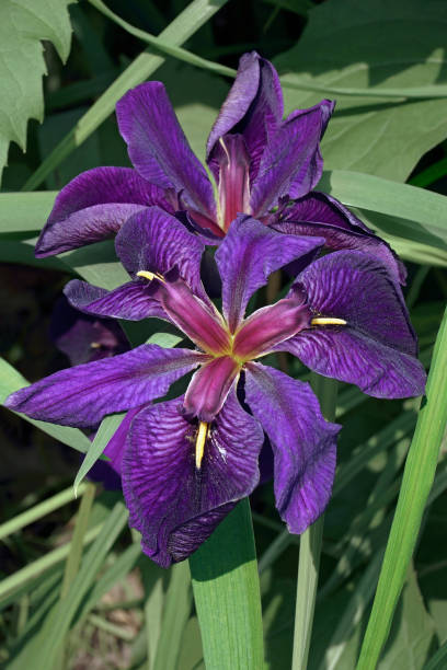 Black Gamecock Louisiana iris flowers stock photo