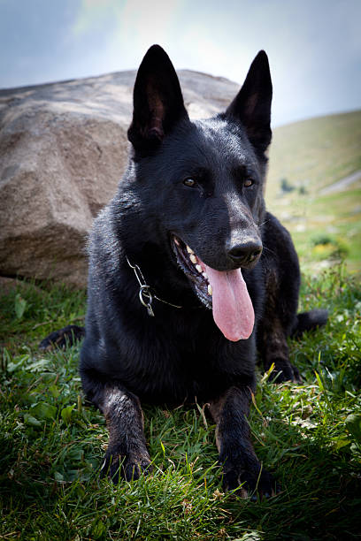 Black German Shepherd stock photo