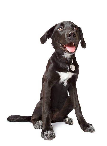 Black happy puppy Happy sitting black labrador-whippet puppy isolated on white. Taken with a wide-angle lens. collar stock pictures, royalty-free photos & images