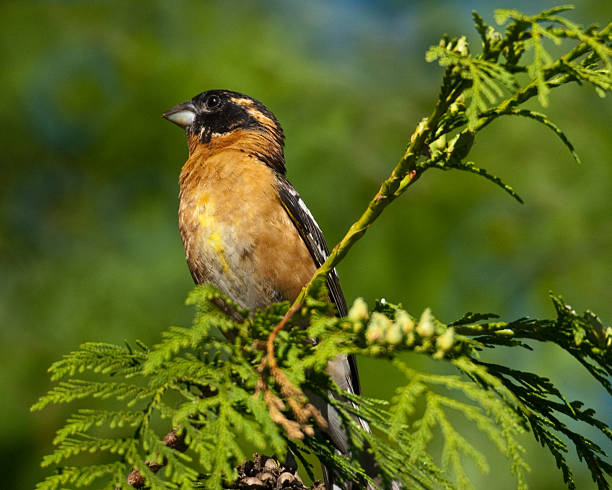 Black Headed Grosbeak in a Cedar Tree The Black-Headed Grosbeak (Pheucticus melanocephalus) is a medium-size seed-eating member of the finch family. They are a common summer resident in the Pacific Northwest, retreating south to Mexico in the winter. This male grosbeak was photographed in late spring at Edgewood, Washington State, USA. jeff goulden grosbeak stock pictures, royalty-free photos & images