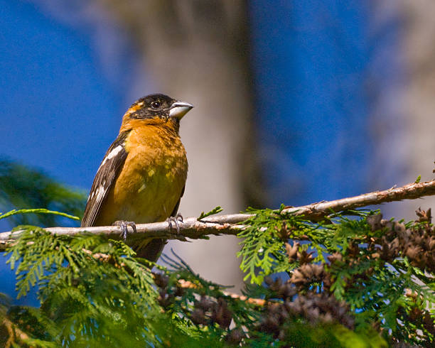 Black Headed Grosbeak Perched in a Cedar Tree The Black-Headed Grosbeak (Pheucticus melanocephalus) is a medium-size seed-eating member of the finch family. They are a common summer resident in the Pacific Northwest, retreating south to Mexico in the winter. This male grosbeak was photographed in late spring at Edgewood, Washington State, USA. jeff goulden grosbeak stock pictures, royalty-free photos & images