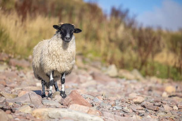 Black headed sheep in the Scottish Highlands stock photo