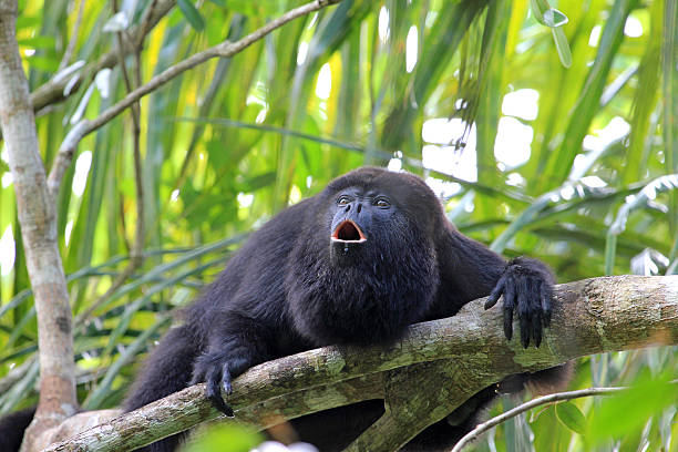 Black howler monkey howling stock photo