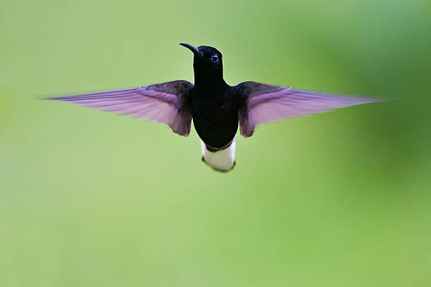 Black Jacobin (Florisuga fusca) flying in mid-air, Itanhaem, Brazil stock photo