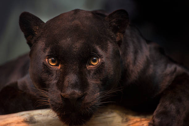 Black jaguar looking at the camera. stock photo