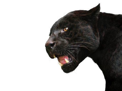 close-up of a black jaguar isolated on clean white background