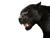 istock black jaguar  (Panthera onca) 1362746898