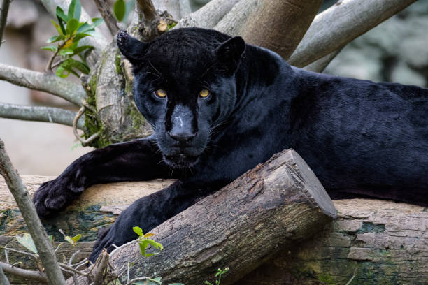 Black jaguar sitting on a log while looking at the camera stock photo