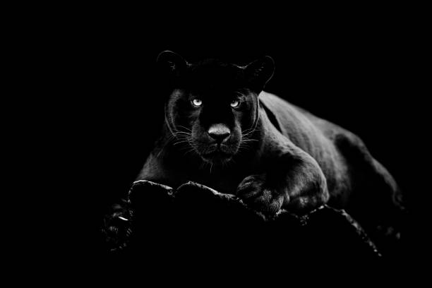 svart jaguar med svart bakgrund - jaguar kattdjur bildbanksfoton och bilder