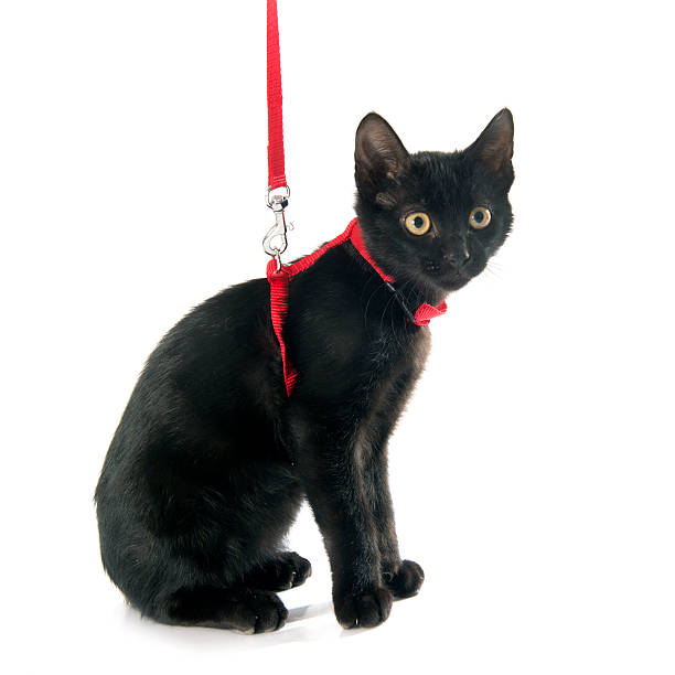 black kitten and harness - cat leash bildbanksfoton och bilder