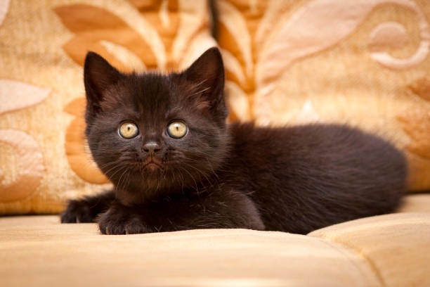A black kitten lies on the sofa and looks at the camera stock photo