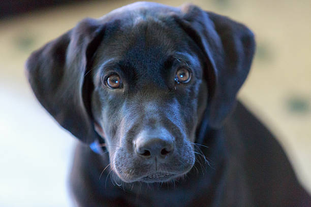 Buy Labrador Black Puppy Dog For Sale In Spain
