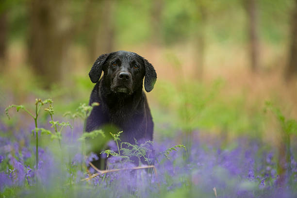 Black labrador - Canis familiaris stock photo
