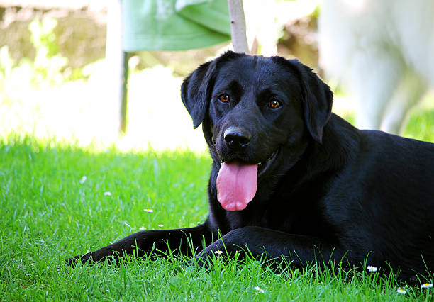 Black labrador dog is relaxing at garden stock photo